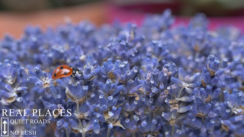 Lavanda i bubamara u naslovnom kadru videa Tuk Tuk ture na Hvaru